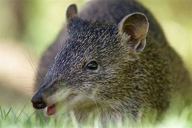 Bandicoot