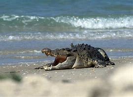 Croc