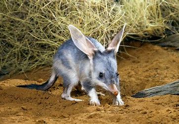 Bilby