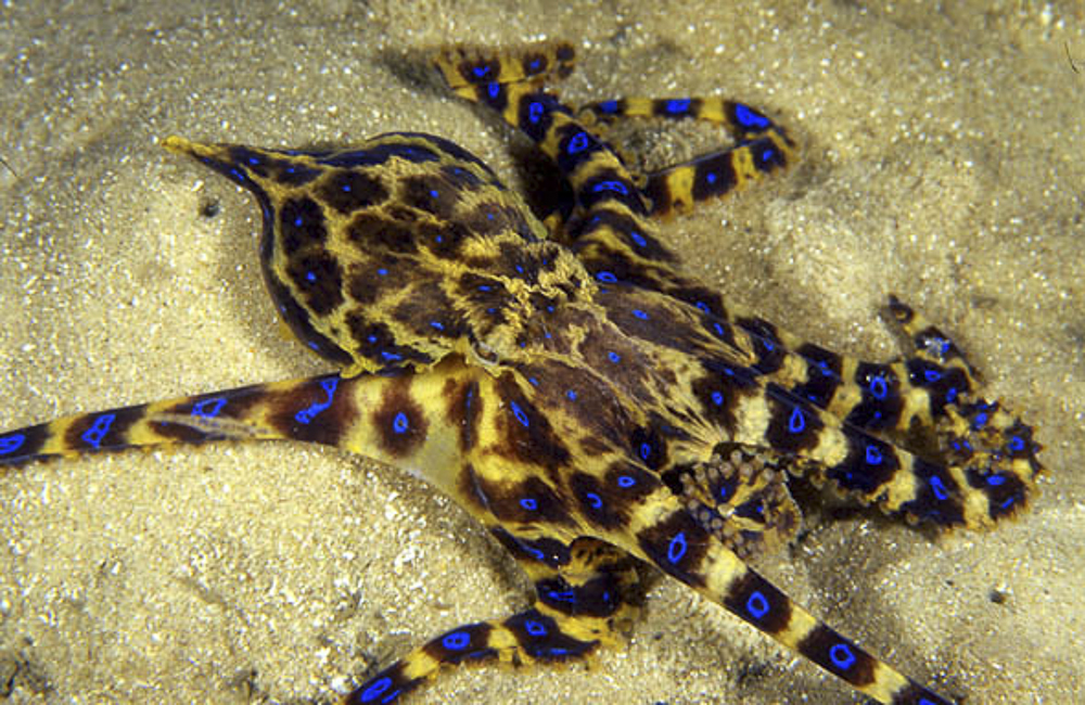 Blue-ringed octopus