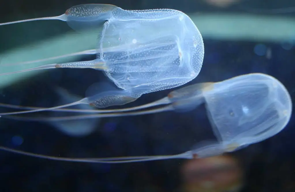 Box Jellyfish