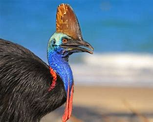 Cassowary