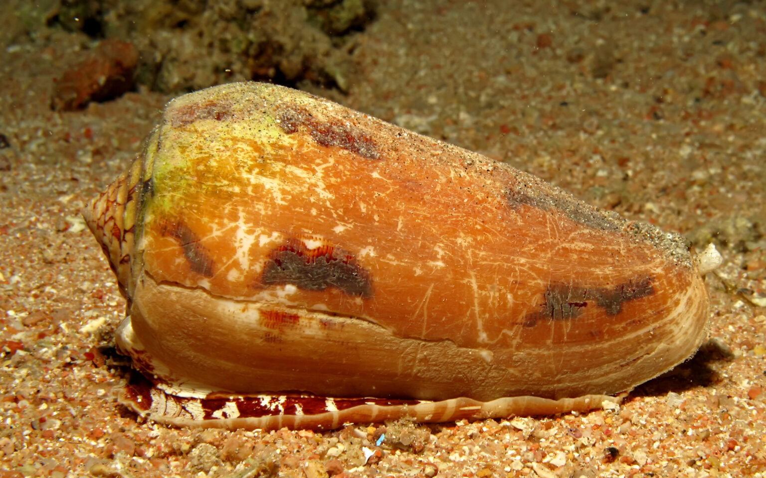 Cone Snail