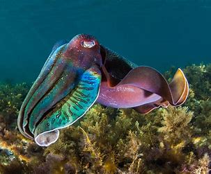 Cuttlefish