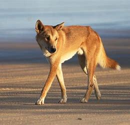 Dingo