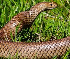 Eastern Brown Snake