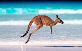 Kangaroo