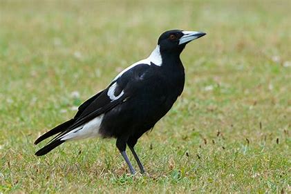 Magpie
