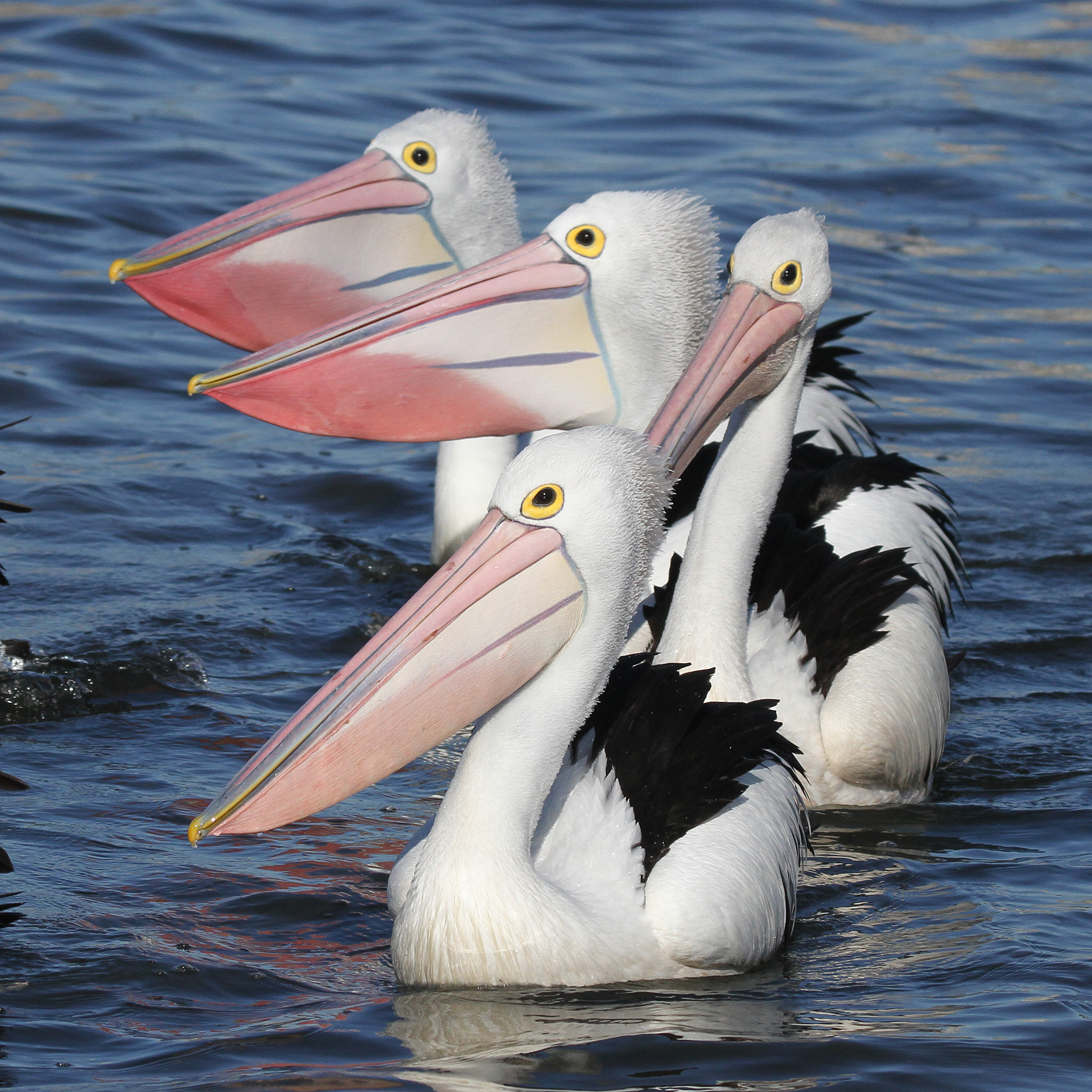 Pelican