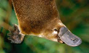 Platypus