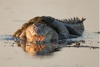 Crocodile