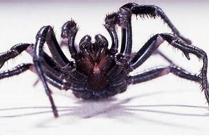 Funnel Web spider