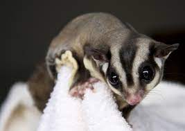 Sugar Glider